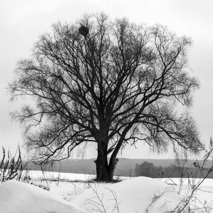 Solitary tree expanse of a snow-covered field