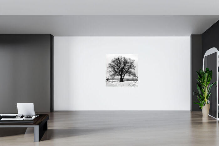 Solitary tree expanse of a snow-covered field