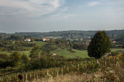 Soft morning light bathes the rolling hills