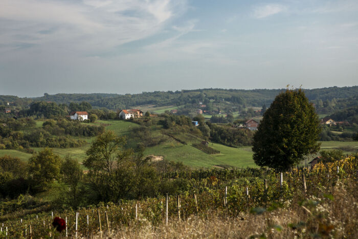 Soft morning light bathes the rolling hills