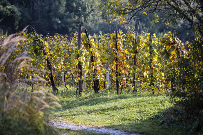 Vineyard in the golden embrace of late afternoon light