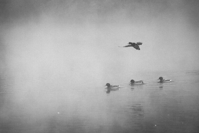 Stillness of a foggy morning on lake