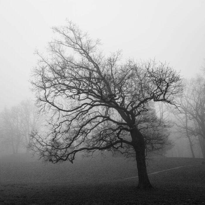 Misty Majesty: the Ethereal Beauty of Zagreb's Park Maksimir