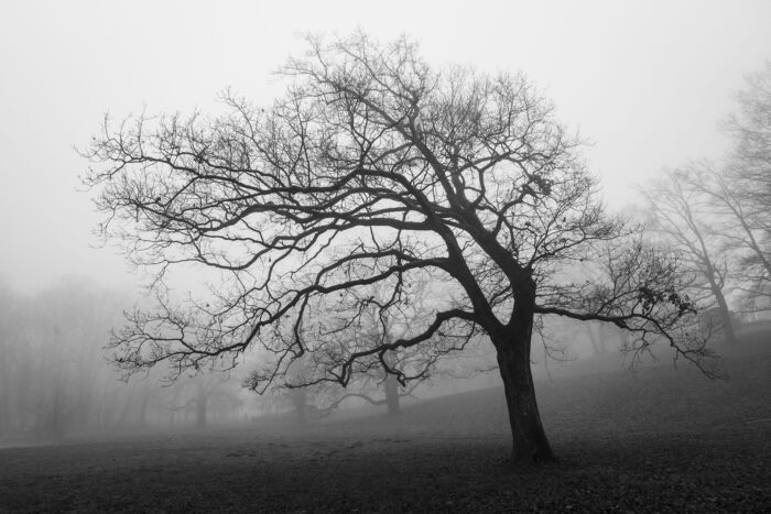 A majestic bare tree standing alone in a misty field