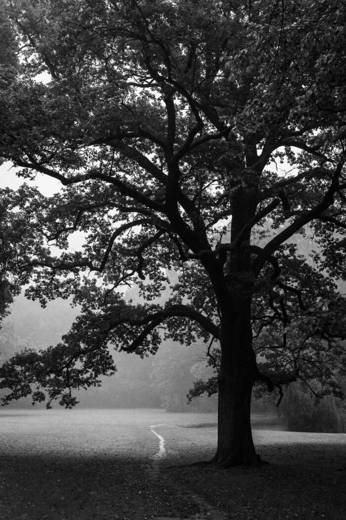 Solitary tree stands tall amidst the fog-shrouded landscape