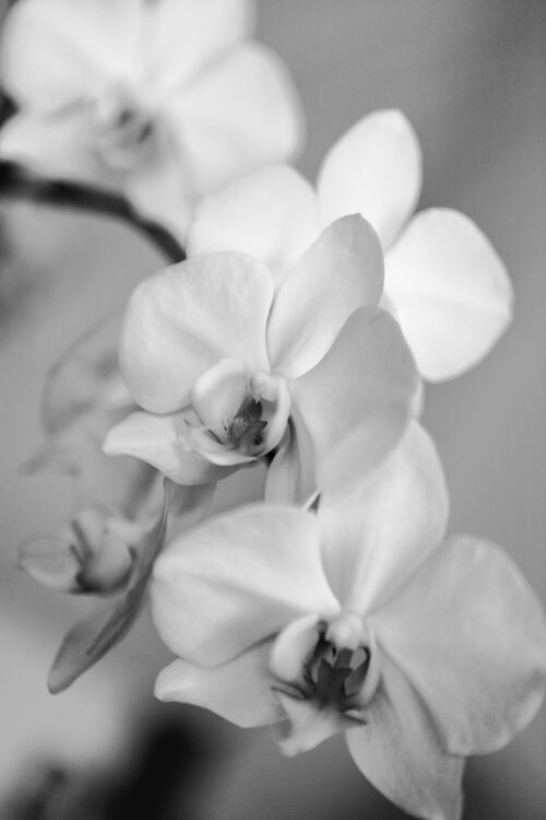 Ethereal Elegance: Orchid's Whisper in Monochrome