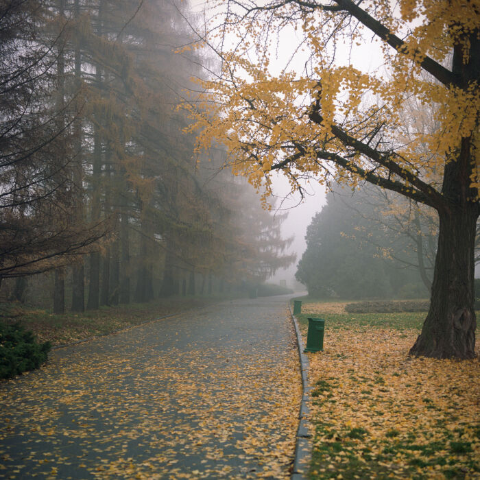 Embrace Autumn’s Enchantment: A Timeless Film Photograph for Your Interior