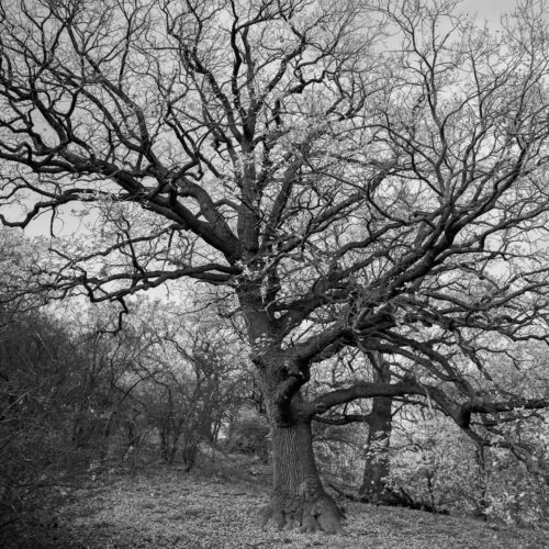 The Ancient Sentinel: A Monochromatic Masterpiece of Nature's Art