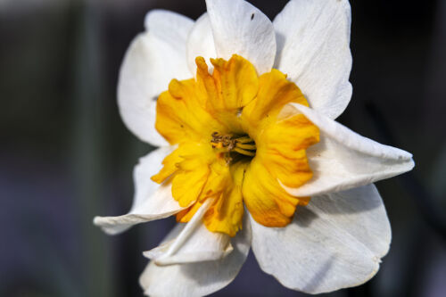 Blooming Elegance: Captivating Daffodil Art Print for Your Home