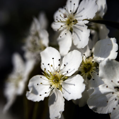 Capturing Spring's Delicate Beauty: White Blossoms in Modern Art Photography