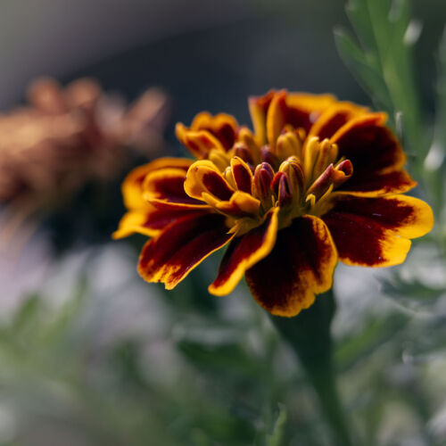 The marigold's fiery petals unfurl