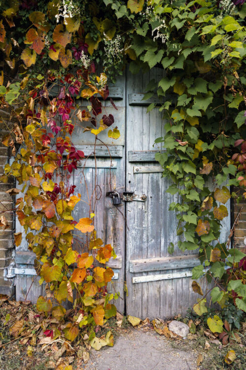 Autumn's Embrace: A Rustic Door Transformed into Living Art