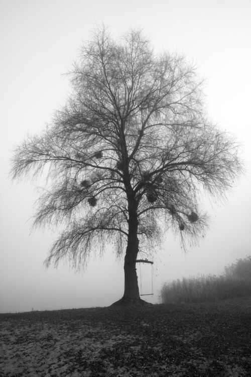 Solitary Sentinel: Misty Monochrome Tree Art for Contemporary Interiors