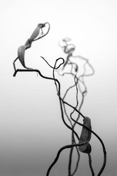 Nature's Abstract Dance: Monochrome branches of willow in Contemporary Photo Art