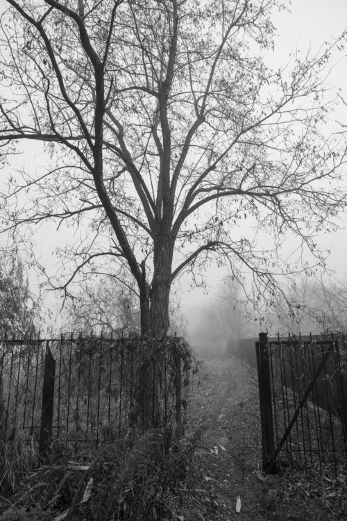 Whispers of Forgotten Paths: A Haunting Black and White Glimpse into Nature's Reclamation