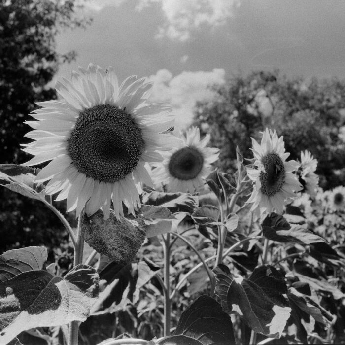 Sunflowers in Monochrome: A Timeless Ode to Nature's Elegance