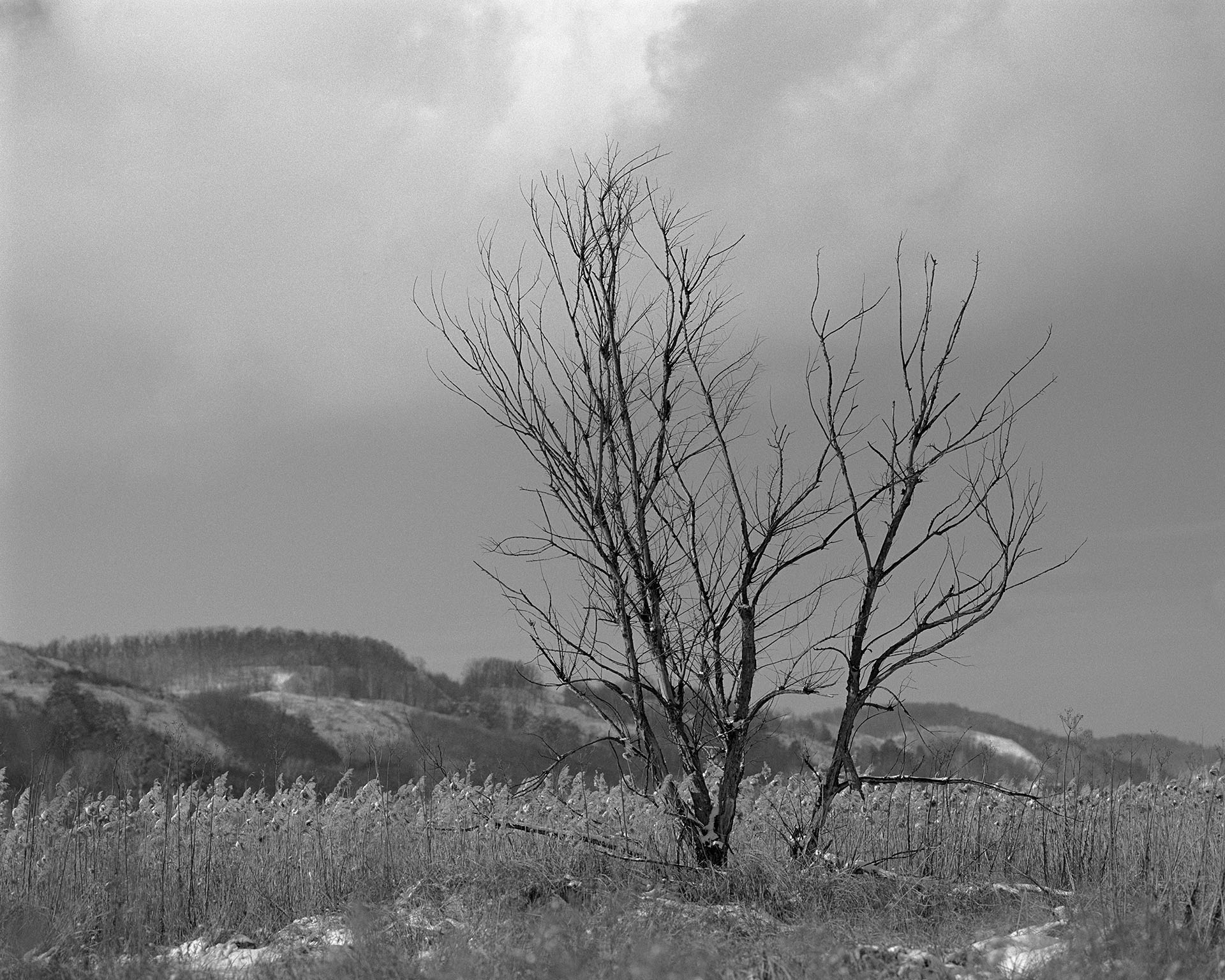 Solitude's Symphony: A Late Autumn Field's Haunting Beauty