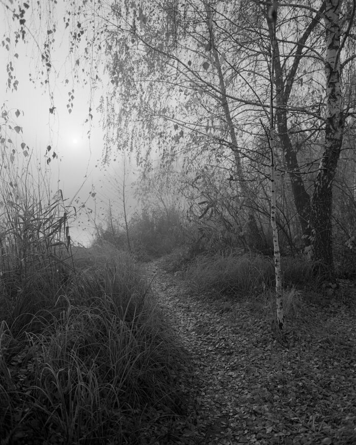 A Foggy Haunting Autumn Path by the Lake