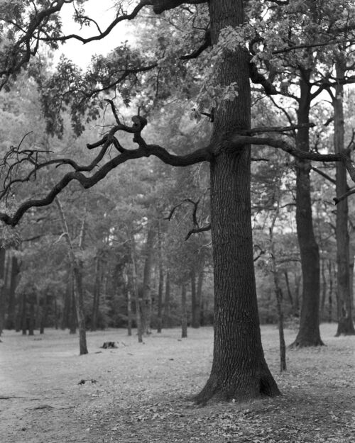 A Majestic Tree: A Stunning Black and White Photograph to Elevate Your Space