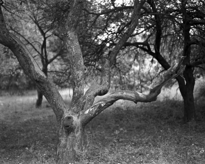 Nature's Sculpture: Ancient Apple Tree in Black and White - Fine Art Photography