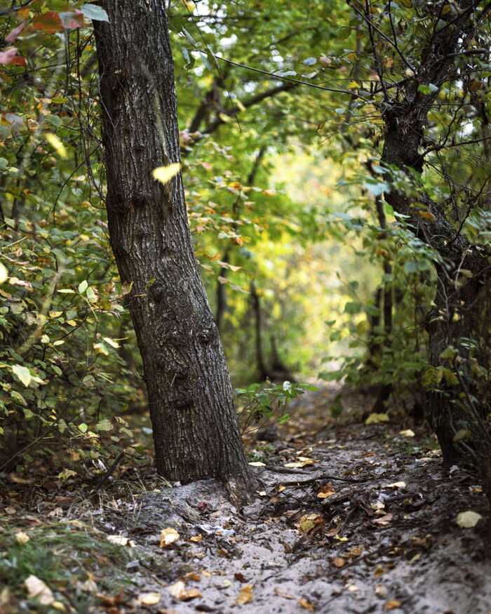 Autumn's Whisper: A Forest Path into Autumn