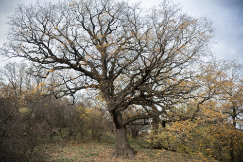 The Ancient Oak: Where Nature Meets Contemporary Art Photography