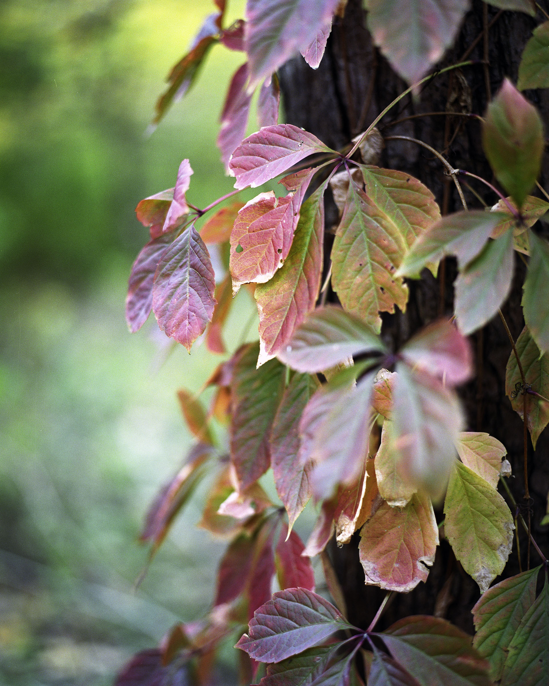 Dancing Pink Leaves: Nature's Watercolor - Fine Art Botanical Photography Print