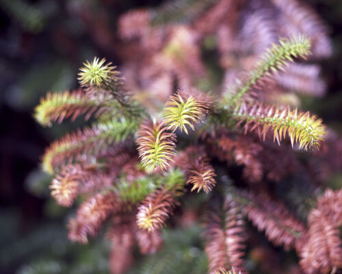 Ethereal Pine Needles: A Symphony of Autumn Colors in Fine Art Photography