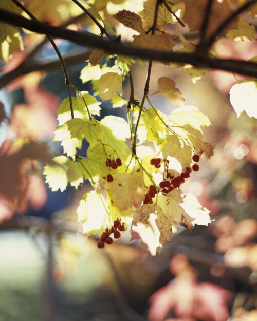 Luminous Viburnum: A Poetic Portrait of Ukrainian Autumn in Fine Art Photography