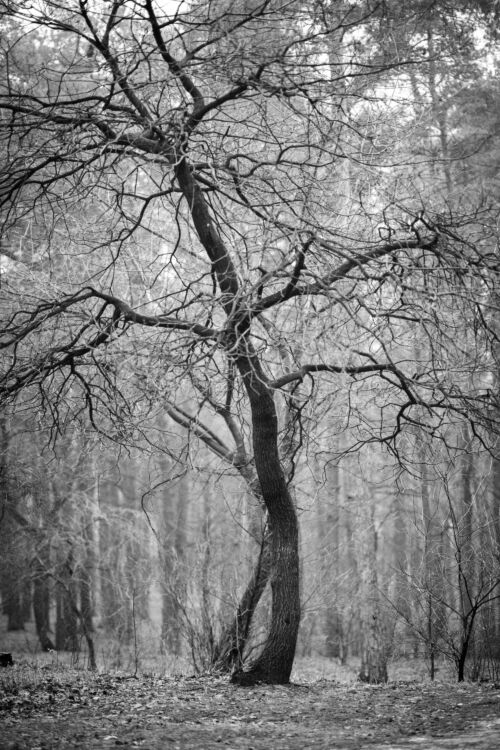 Dancing Tree: A Timeless Black and White Art Photography Print Capturing Nature's Poetry