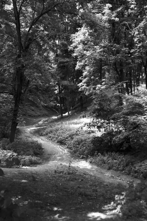Black and white photo of a winding trail cutting through a sun-dappled forest