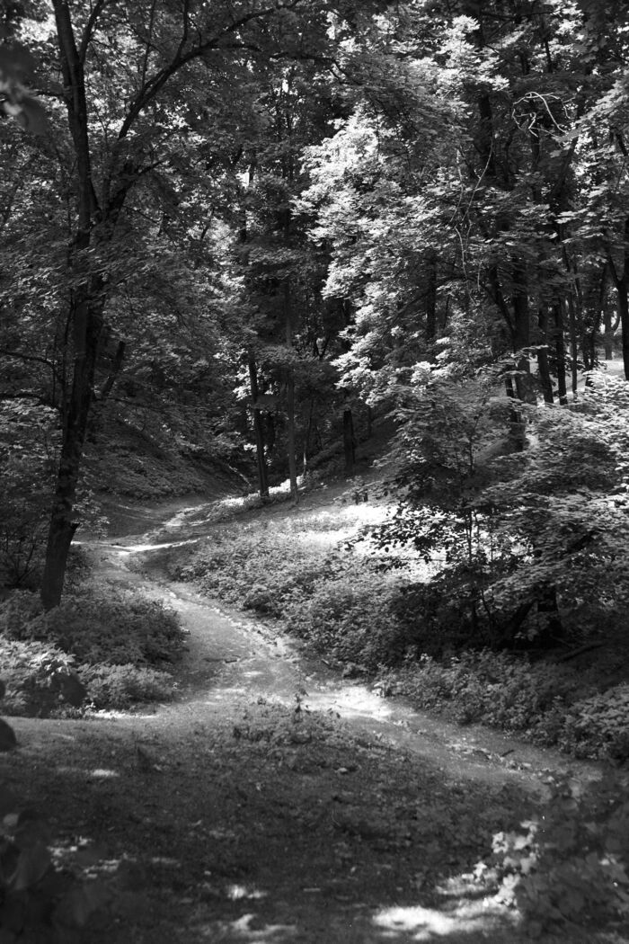 Black and white photo of a winding trail cutting through a sun-dappled forest