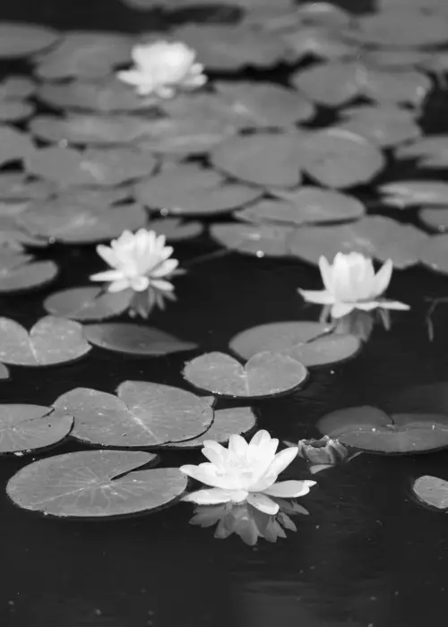 Serene Water Lilies in Monochrome - Classic Black and White Photography